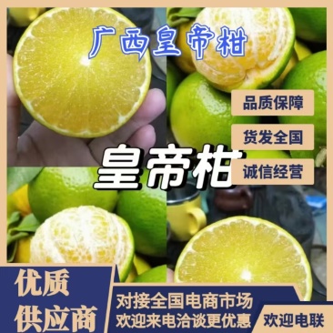 皇帝柑广西柑橘产地一手货源，大量现货供应，可视频看货