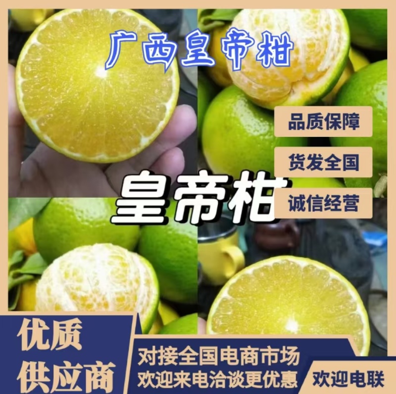 皇帝柑广西柑橘产地一手货源，大量现货供应，可视频看货