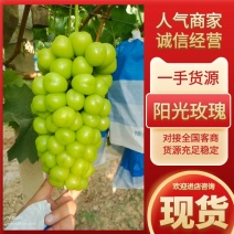 阳光玫瑰丰产,大粒,黄绿色，糖度高，走货快，