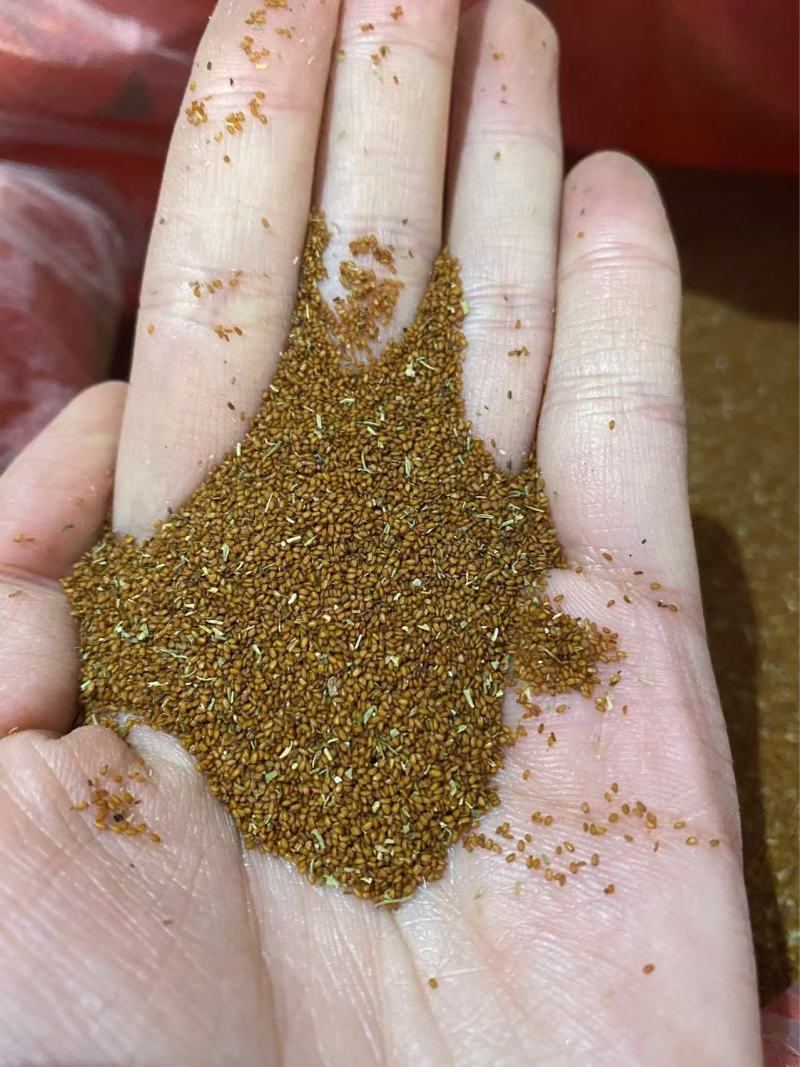 葶苈子干货产品实拍质量保证