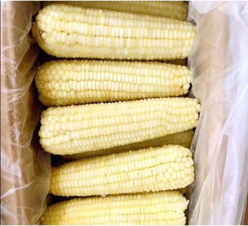 东北白糯玉米速冻装