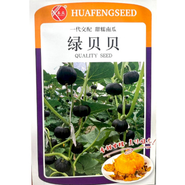 绿贝贝南瓜种子粉糯香甜沙瓤细腻早熟肉厚