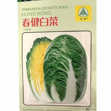 春健白菜种子中早熟大白菜日本惟勤耐抽苔60天上市