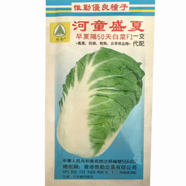 河童盛夏早夏阳50天白菜种子结球紧实进口抗病耐热