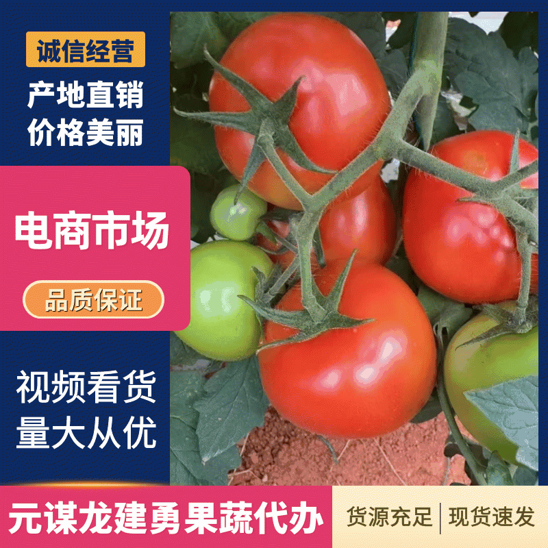 【商超供货】硬粉西红柿大红西红柿规格价格不一样来电说
