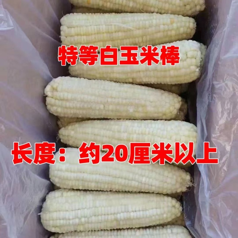 东北白糯玉米速冻装