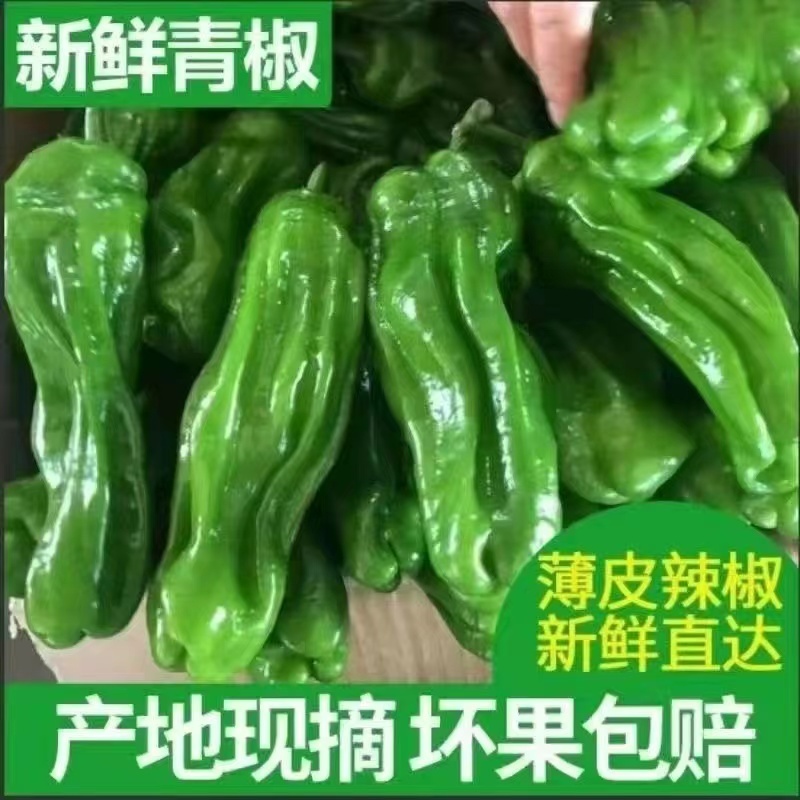 夏邑精品301辣椒产地直发规格齐全现摘发货品质保障