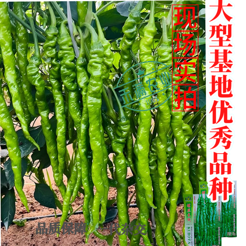 久保田螺丝长线辣椒种子薄皮线椒高产抗病二荆条皱皮螺丝辣椒