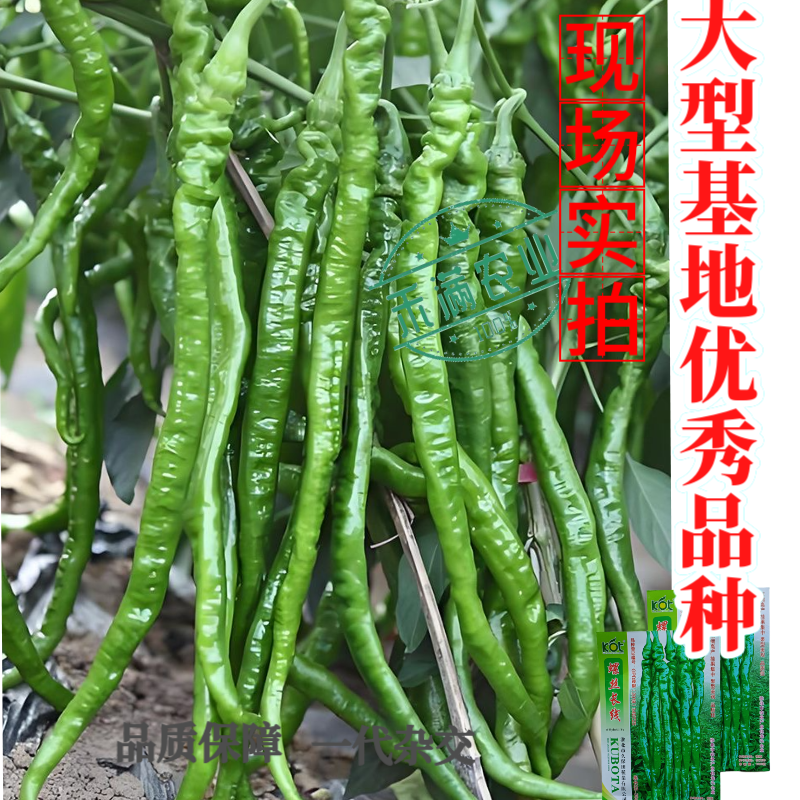 久保田螺丝长线辣椒种子薄皮线椒高产抗病二荆条皱皮螺丝辣椒