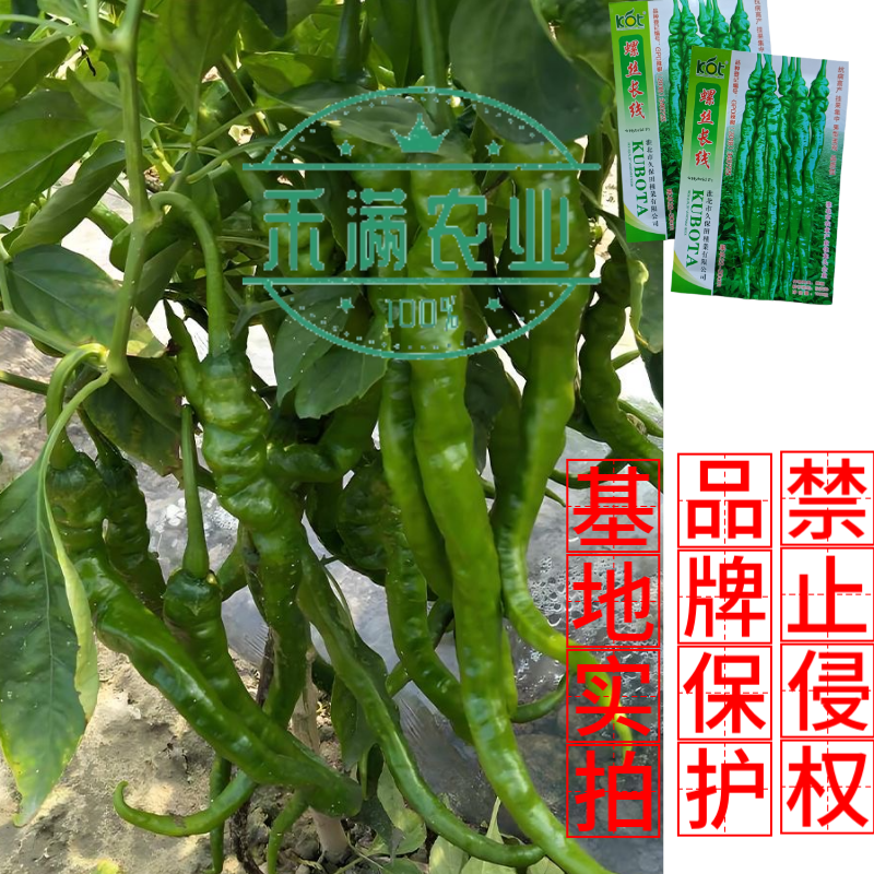久保田螺丝长线辣椒种子薄皮线椒高产抗病二荆条皱皮螺丝辣椒