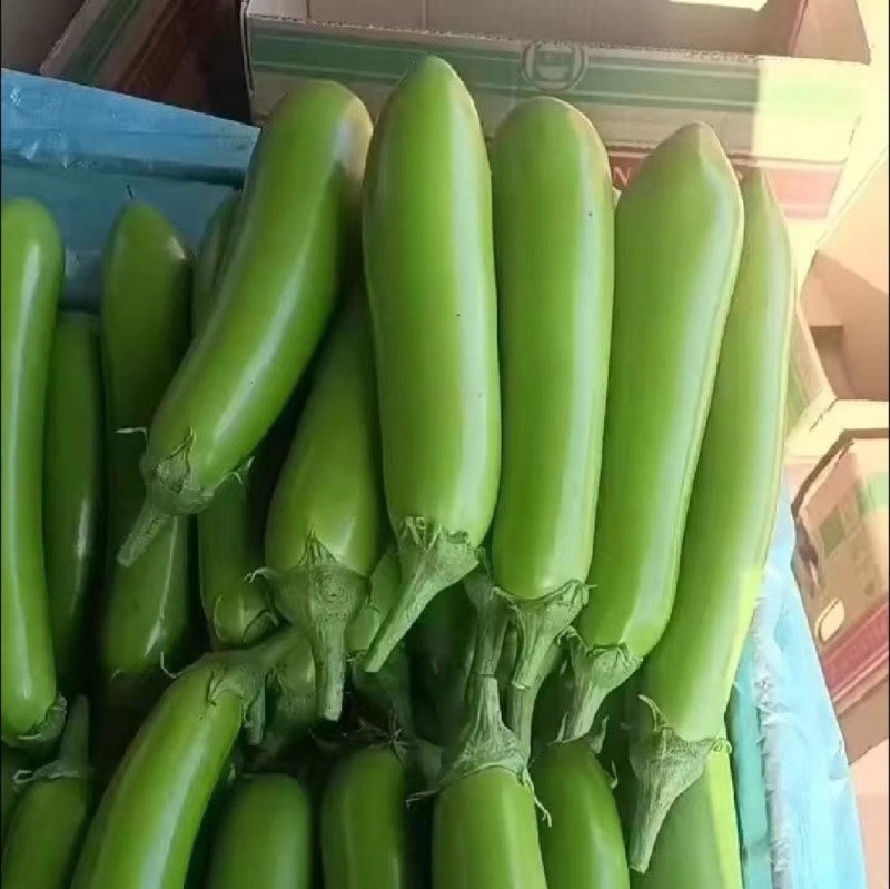 翠玉绿长茄种子早熟高产绿皮顺直鲜绿肉质细嫩抗病耐热耐寒