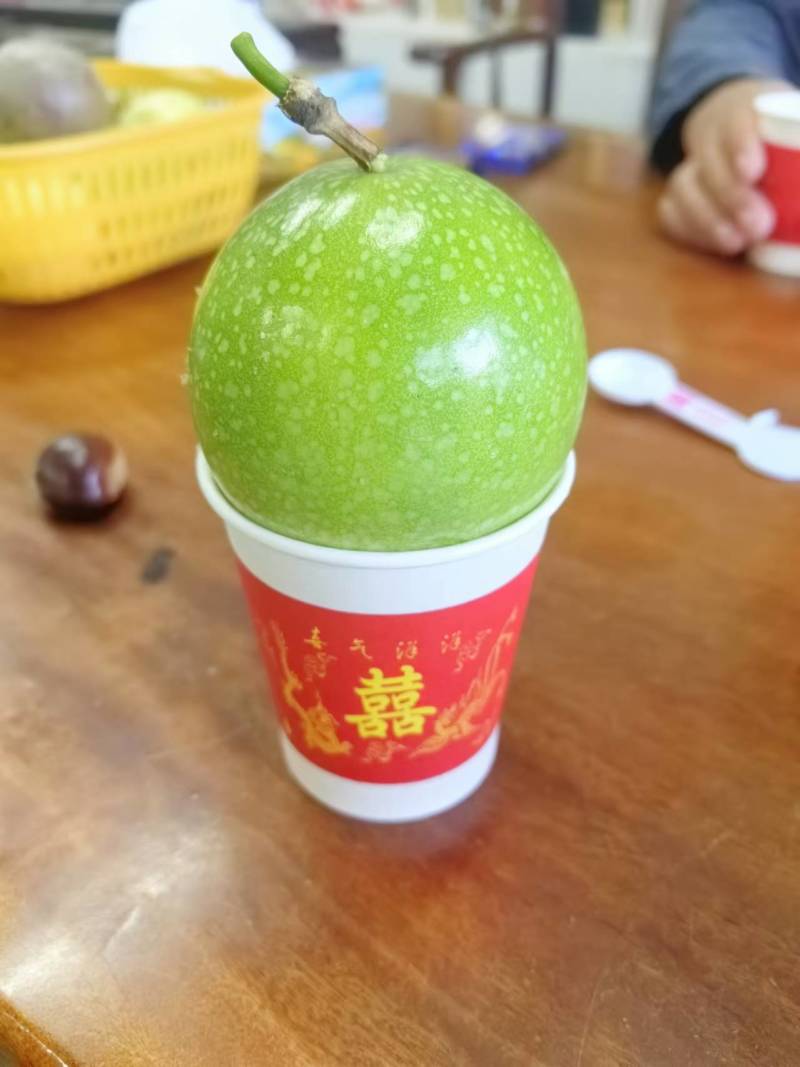 【实力推荐】桂林龙胜高山百香果产地直发品质保证可视频看货