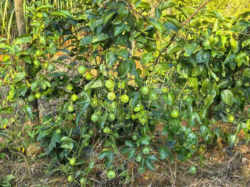 【实力推荐】桂林龙胜高山百香果产地直发品质保证可视频看货