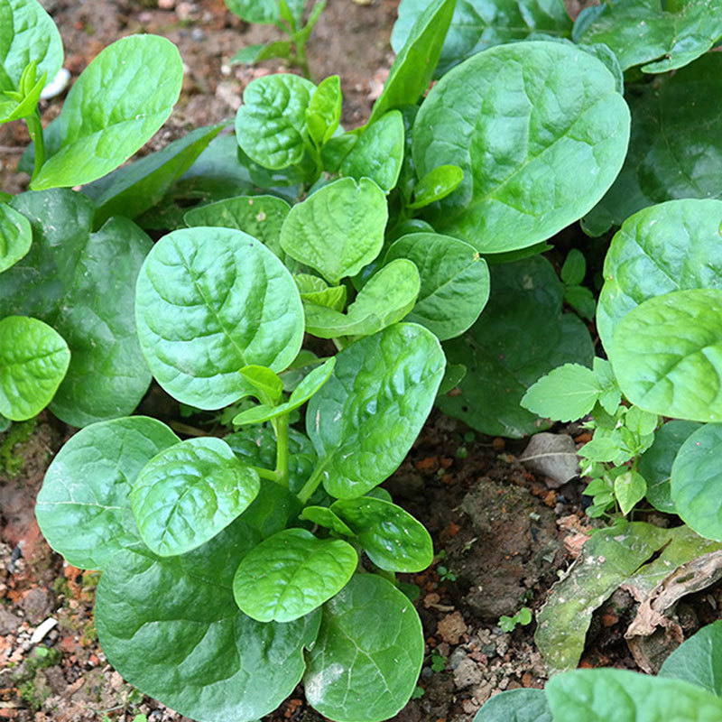 港种大叶木耳菜种子高产抗热耐雨生长快藤菜种子818