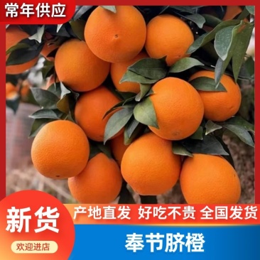 秭归脐橙一手货源产地直发对接全国各级市场商超货高次货源