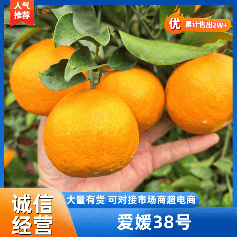 爱媛38号果冻橙新鲜上市，爆汁，量大从优。