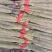 精品淮山药大量上市基地直发规格齐全品质保证欢迎订购