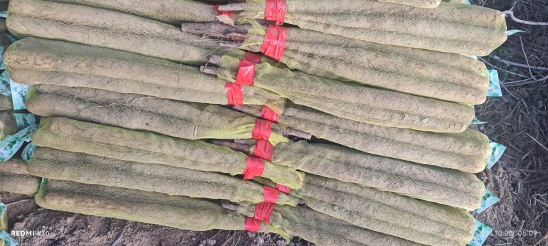 精品淮山药大量上市基地直发规格齐全品质保证欢迎订购