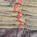 精品淮山药大量上市基地直发规格齐全品质保证欢迎订购