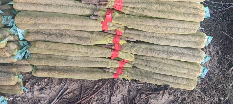 精品淮山药大量上市基地直发规格齐全品质保证欢迎订购