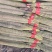 精品淮山药大量上市基地直发规格齐全品质保证欢迎订购
