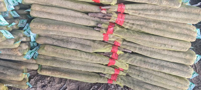 精品淮山药大量上市基地直发规格齐全品质保证欢迎订购
