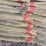 精品淮山药大量上市基地直发规格齐全品质保证欢迎订购