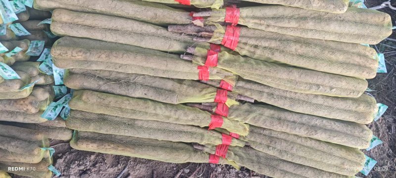 精品淮山药大量上市基地直发规格齐全品质保证欢迎订购