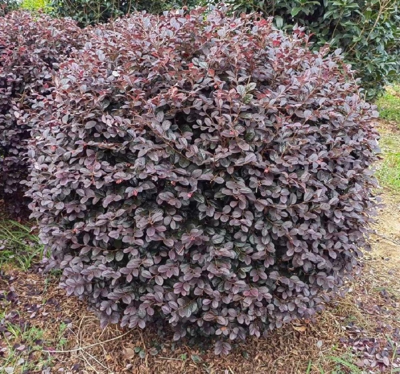 红花檵木球红继木球80-2米基地直供规格齐全大量出售