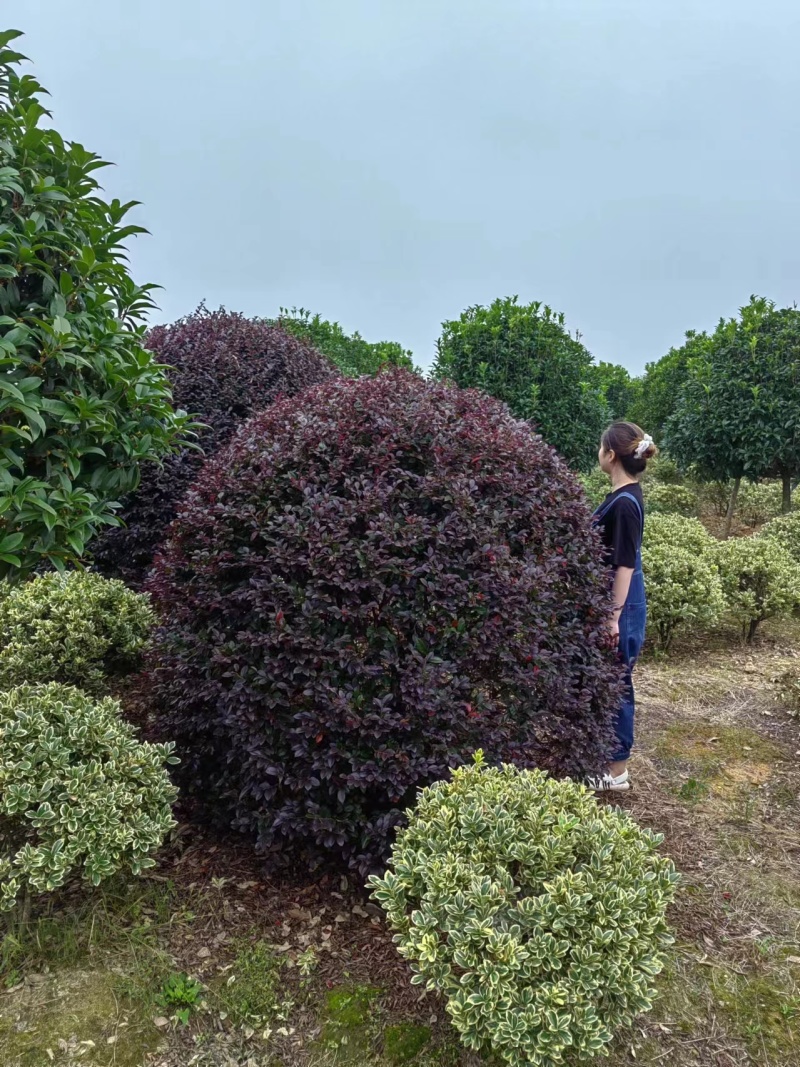 红花檵木球红继木球80-2米基地直供规格齐全大量出售