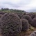 红花檵木球红继木球80-2米基地直供规格齐全大量出售