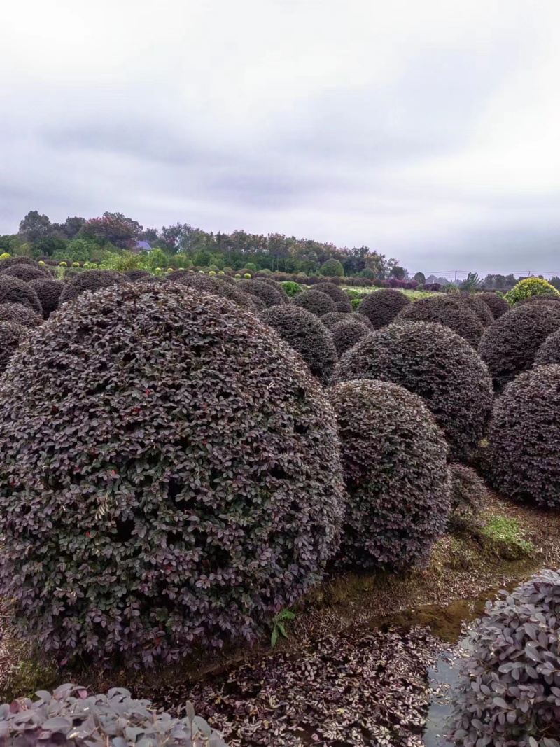 红花檵木球红继木球80-2米基地直供规格齐全大量出售