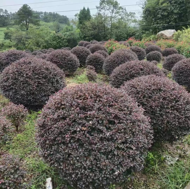 红花檵木球红继木球80-2米基地直供规格齐全大量出售