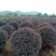 红花檵木球红继木球80-2米基地直供规格齐全大量出售