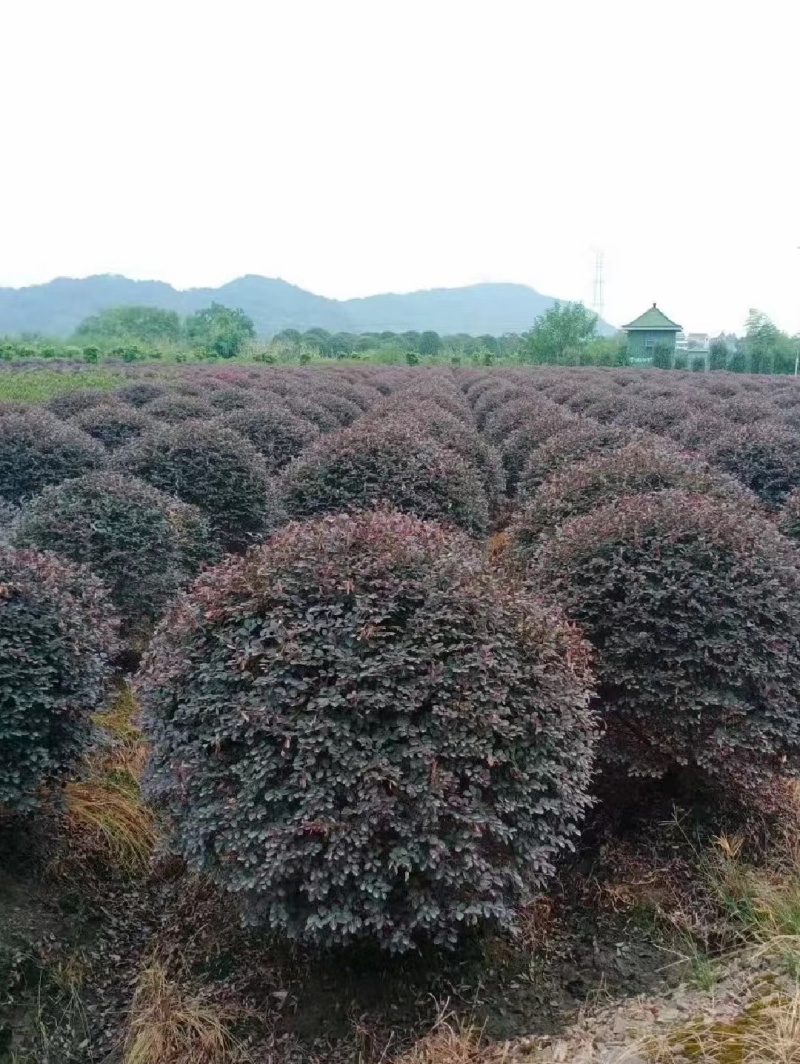红花檵木球红继木球80-2米基地直供规格齐全大量出售