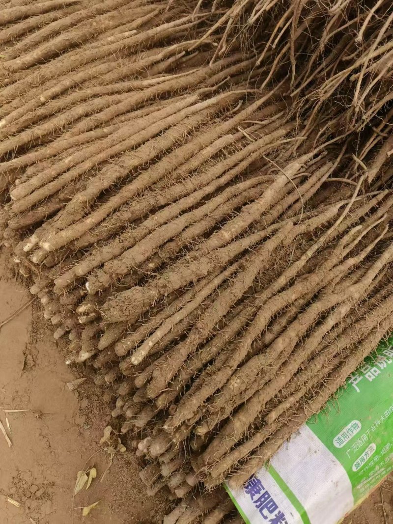 精品双棒山药基地直发无中间商赚差价支持电商视频看货