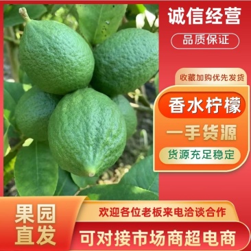 广东香水柠檬大量上市自有基地货源充足价格实惠