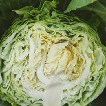 禹城冷棚蔬菜甘蓝中甘甘蓝大量现货基地供应量大质优