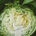 禹城冷棚蔬菜甘蓝中甘甘蓝大量现货基地供应量大质优