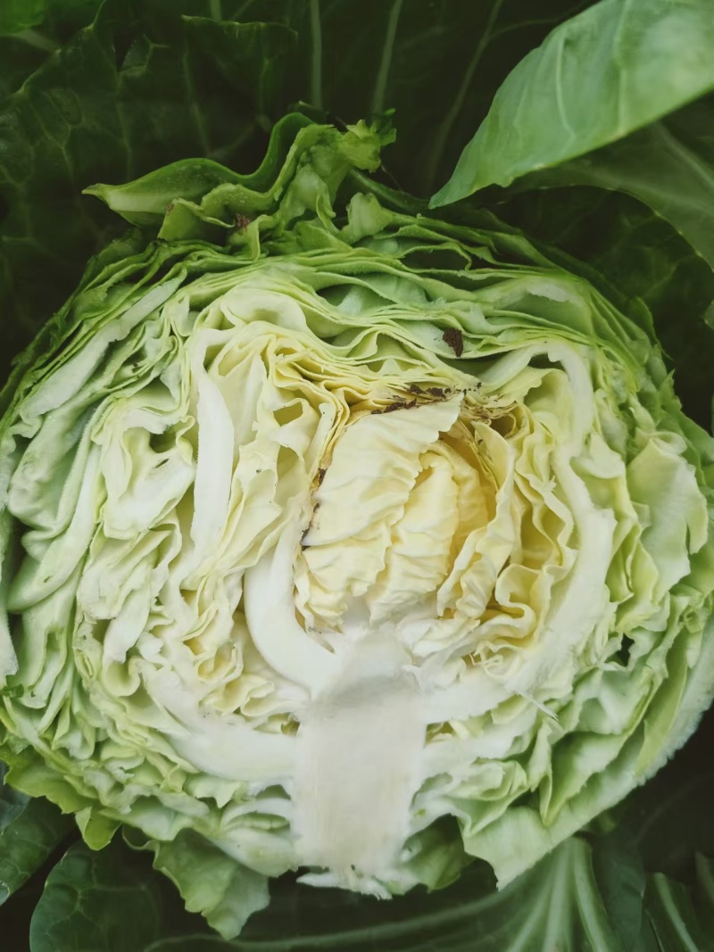 禹城冷棚蔬菜甘蓝中甘甘蓝大量现货基地供应量大质优