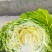 禹城冷棚蔬菜甘蓝中甘甘蓝大量现货基地供应量大质优