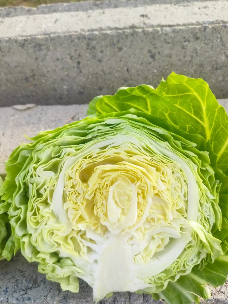 禹城冷棚蔬菜甘蓝中甘甘蓝大量现货基地供应量大质优