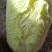 禹城冷棚白菜基地供应大量上市，黄心白菜量大从优价格优惠