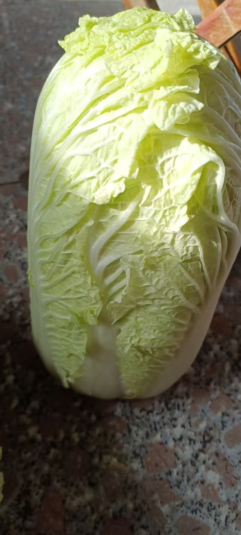 禹城冷棚白菜基地供应大量上市，黄心白菜量大从优价格优惠