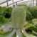 禹城冷棚白菜基地供应大量上市，黄心白菜量大从优价格优惠