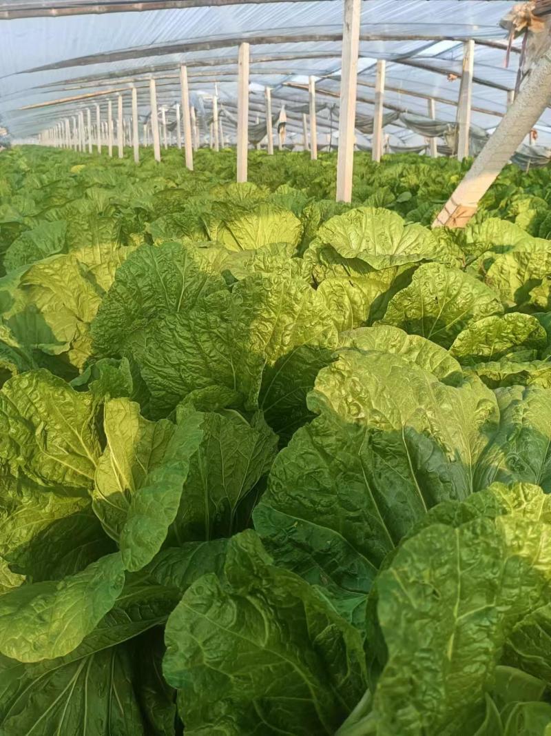 禹城冷棚白菜基地供应大量上市，黄心白菜量大从优价格优惠