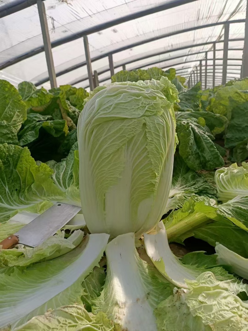 禹城冷棚白菜基地供应大量上市，黄心白菜量大从优价格优惠