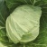 禹城冷棚蔬菜甘蓝中甘甘蓝大量现货基地供应量大质优