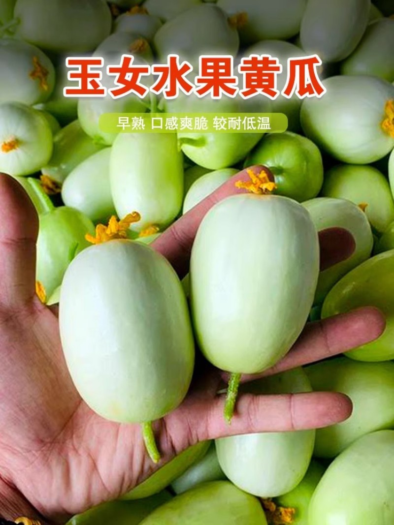 玉女水果黄瓜种子强雌耐低温脆甜清爽无把无刺结果多