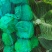 禹城冷棚甘蓝，圆包菜大量有货一手货源价格优惠欢迎采购